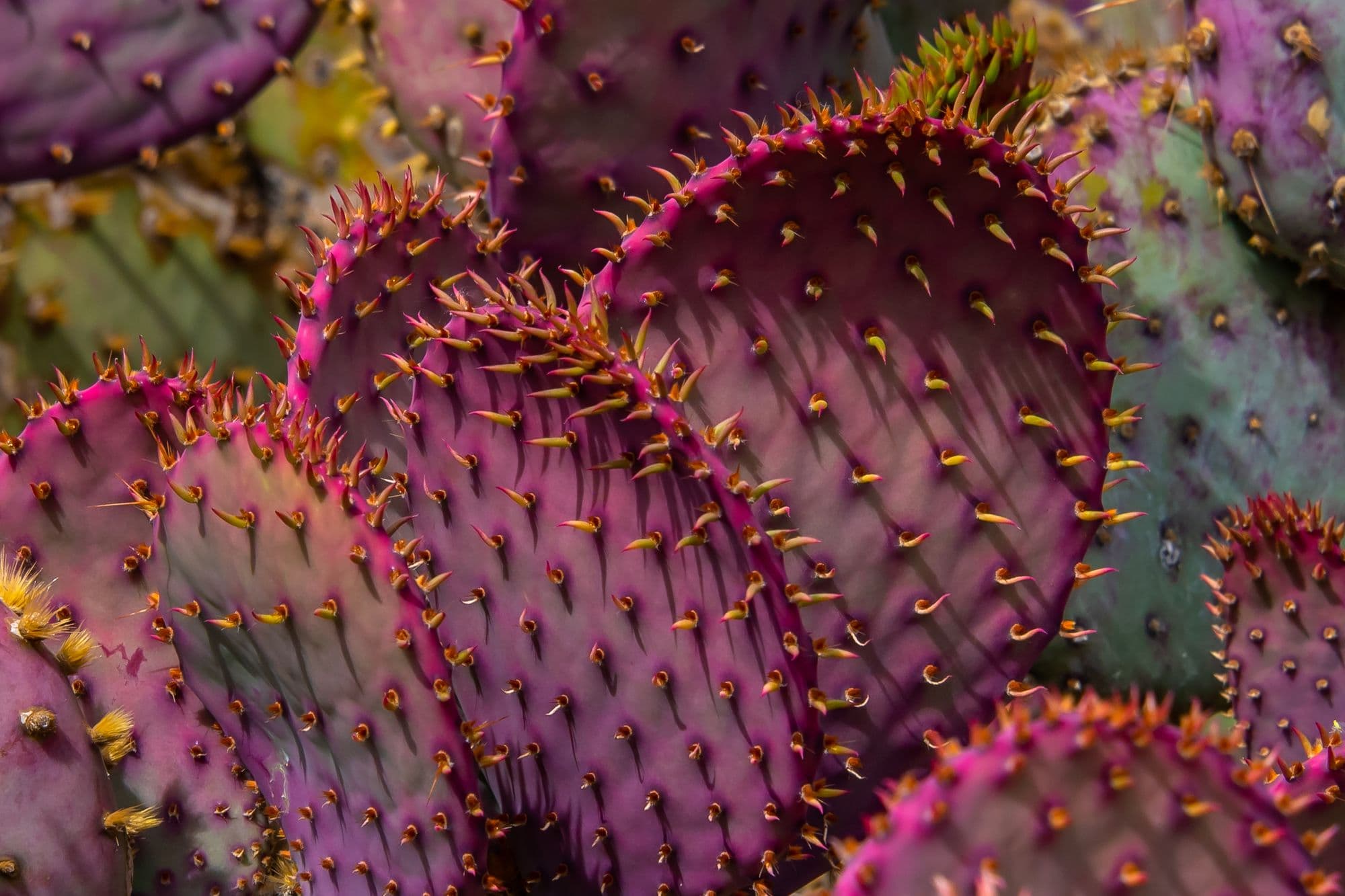 Arizona desert landscape